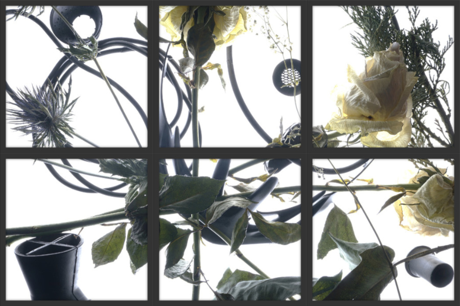 Blumen und andere schwarze Dinge